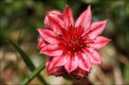 Rosso Rosso