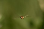 Deittero in volo ... Deittero in volo ...