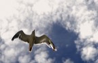 Il gabbiano in volo Il gabbiano in volo