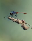 libellula 3 libellula 3