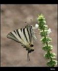 Butterfly Butterfly