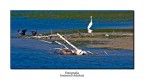 La lontra, l'airone e gli svassi La lontra, l'airone e gli svassi