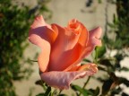 le rose le rose