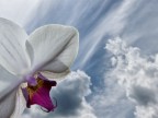 Due cieli Due cieli