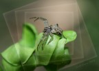 small spider small spider