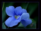 BLU BLU