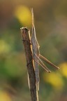 acrida ungarica acrida ungarica