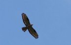 Poiana o Falco Pecchiaiolo ? Poiana o Falco Pecchiaiolo ?