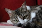 Lo sguardo Lo sguardo