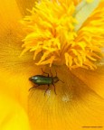 Io adoro il Giallo ! Io adoro il Giallo !