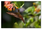 Colibrì Colibrì