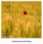 La delicatezza si fa bellezza