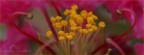 close_up close_up
