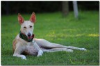 Angela Galgo spagnolo Angela Galgo spagnolo