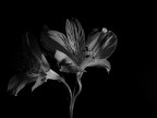 orchidea b&w orchidea b&w