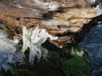fiore di ghiaccio fiore di ghiaccio
