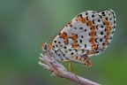 Melitaea didyma