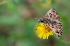 Erynnis tages Erynnis tages