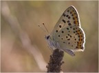 LYCAENA TITYRUS 2 LYCAENA TITYRUS 2