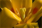 CUOR DI TULIPANO CUOR DI TULIPANO