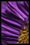 Fiore Viola Fiore Viola