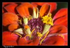 Fiore Arancio Fiore Arancio