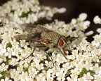 Mosca Elegante !