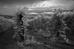 Tempesta_3 Tempesta_3