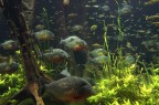 LONDON ACQUARIUM LONDON ACQUARIUM