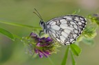 Melanargia galathea Melanargia galathea
