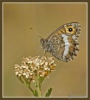 Coenonympha pamphilus