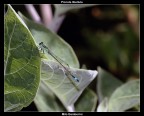 Piccola libellula Piccola libellula