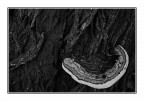 Ancora un bn con funghi Ancora un bn con funghi