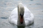 Cigno a Lugano Cigno a Lugano