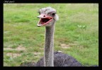 primo piano struzzo 50ino primo piano struzzo 50ino