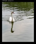 cigno bianco 50ino cigno bianco 50ino