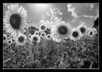 controluce controluce