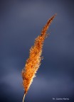 Canna piumata Canna piumata