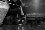 GATTO ABBAGLIANTE GATTO ABBAGLIANTE