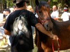 mostra del cavallo bardigiano2 mostra del cavallo bardigiano2