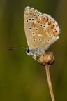 Licenide all'alba Licenide all'alba