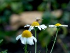 Prima macro Prima macro