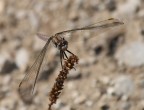 Libellula