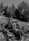 radici ed alberi radici ed alberi