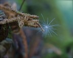 flebile equilibrio flebile equilibrio