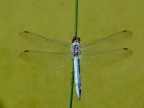 Libellula azzurra Libellula azzurra