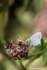 Celastrina argiolus Celastrina argiolus