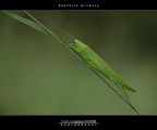 :: RUSPOLIA NITIDULA... :: RUSPOLIA NITIDULA...