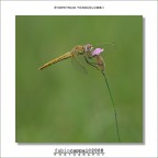 :: SYMPETRUM FONSCOLOMBII... :: SYMPETRUM FONSCOLOMBII...