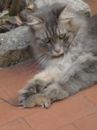 gatto dopo la caccia